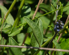 Monnina philippiana