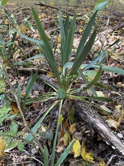 Yucca