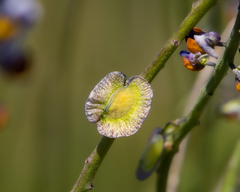 Monnina philippiana