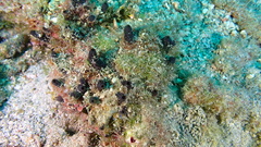 Oceanapia bartschi