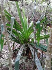 Pandanus pulcher