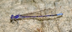 Argia munda