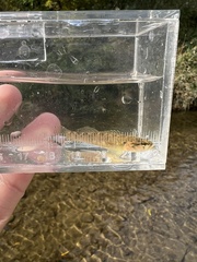 Etheostoma flabellare