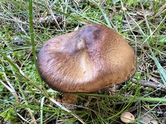 Cortinarius cotoneus