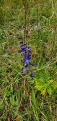 Delphinium hesperium