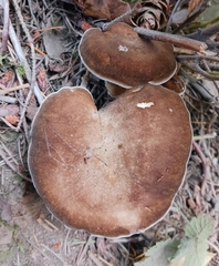 Jahnoporus hirtus