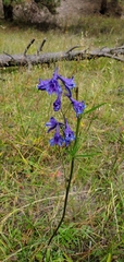 Delphinium hesperium