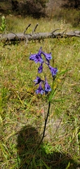 Delphinium hesperium
