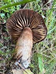Cortinarius cotoneus