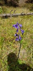 Delphinium hesperium