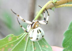 Misumenoides formosipes