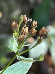 Hypericum nudiflorum