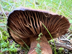 Cortinarius cotoneus