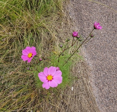 Cosmos parviflorus