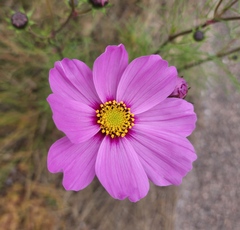 Cosmos parviflorus