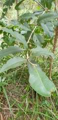 Notelaea longifolia