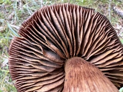 Cortinarius cotoneus