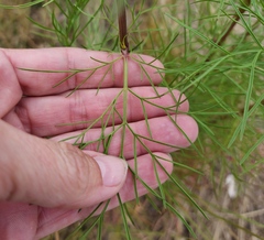 Cosmos parviflorus
