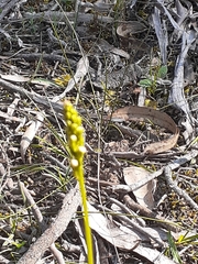 Stylidium graminifolium