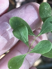 Hypericum nudiflorum