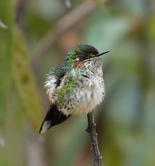 Ramphomicron microrhynchum