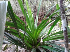 Pandanus pulcher