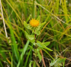 Grindelia