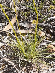 Stylidium graminifolium