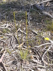Stylidium graminifolium