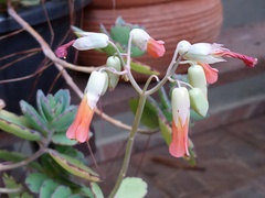 Kalanchoe fedtschenkoi
