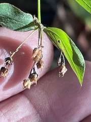 Hypericum nudiflorum