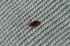 Pulex irritans