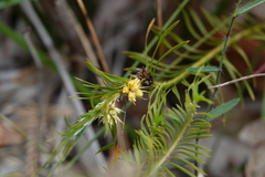 Lomandra obliqua