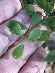 Hypericum nudiflorum