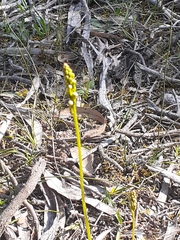 Stylidium graminifolium