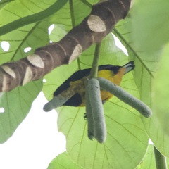 Euphonia fulvicrissa