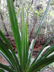 Pandanus pulcher