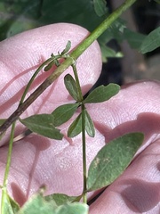 Hypericum nudiflorum