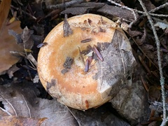 Lactarius croceus