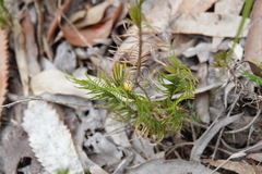 Lomandra obliqua