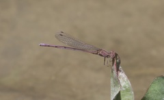 Argia pallens