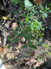 Hypericum nudiflorum