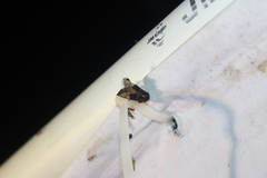 Euplexia benesimilis