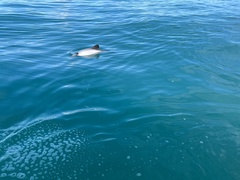 Cephalorhynchus hectori