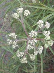 Campovassouria cruciata