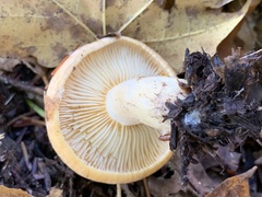Lactarius croceus