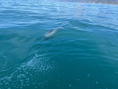 Cephalorhynchus hectori