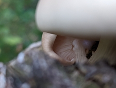 Hypsizygus