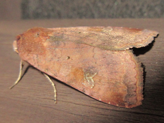 Diarsia canescens