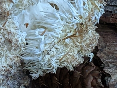 Hericium abietis